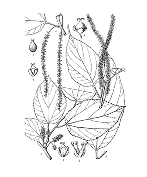 Natural compounds from  Morus alba